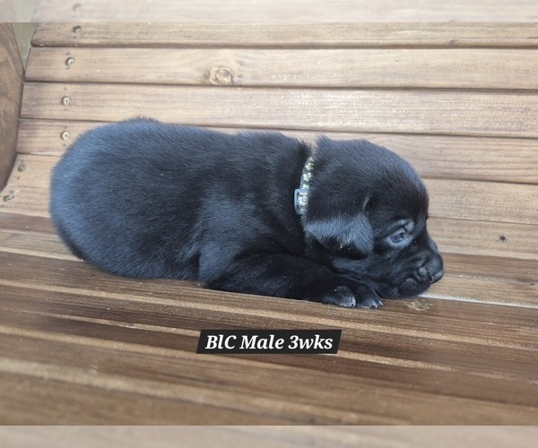 Medium Photo #9 Labrador Retriever Puppy For Sale in EDGEWOOD, TX, USA