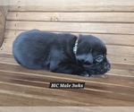 Small Photo #9 Labrador Retriever Puppy For Sale in EDGEWOOD, TX, USA