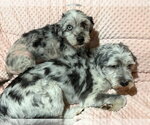 Small #1 Australian Shepherd-Lhasa Apso Mix