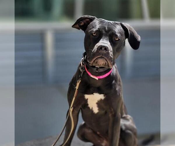 Medium Photo #2 Mutt Puppy For Sale in Las Vegas, NV, USA