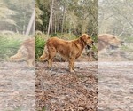 Small Photo #1 Golden Retriever Puppy For Sale in CRAWFORDVILLE, FL, USA