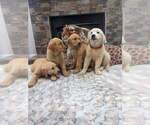 Small #4 English Cream Golden Retriever