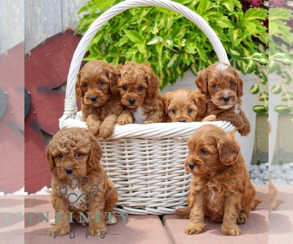 Medium Photo #2 Cavapoo Puppy For Sale in NARVON, PA, USA
