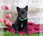 Small Belgian Malinois