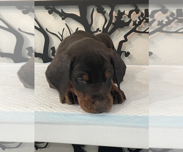 Medium Photo #20 Doberman Pinscher Puppy For Sale in COLORADO SPRINGS, CO, USA