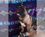 Small Photo #15 Akita Puppy For Sale in LIVINGSTON, MT, USA