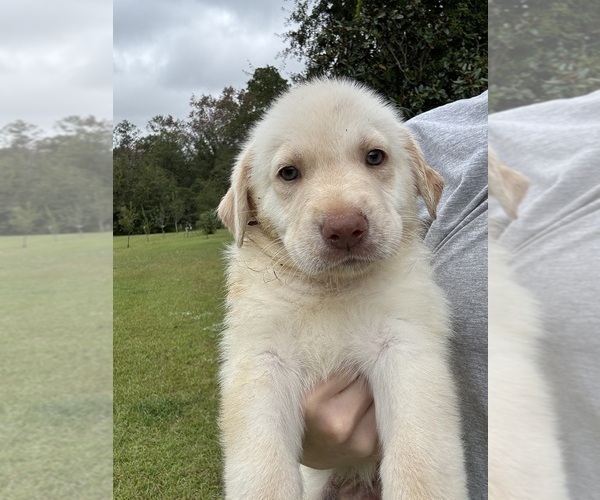 Medium Photo #3 Shepradors Puppy For Sale in LEXINGTON, SC, USA