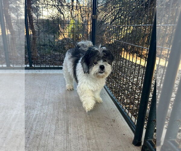 Medium Photo #2 Shih Tzu Puppy For Sale in Oak Bluffs, MA, USA