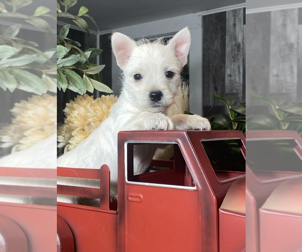 Medium Photo #4 West Highland White Terrier Puppy For Sale in CANOGA, NY, USA