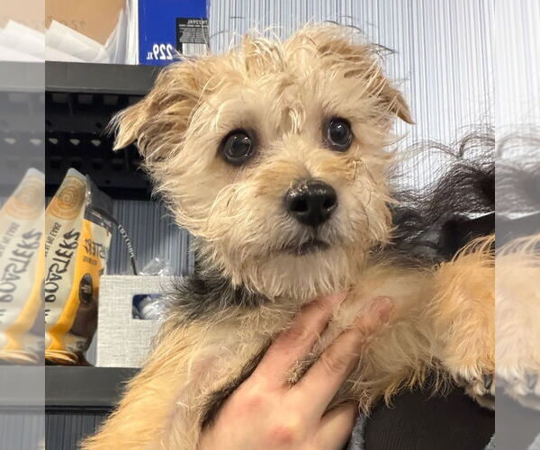 Medium Photo #1 Mutt Puppy For Sale in Chico, CA, USA