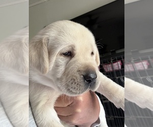 Labrador Retriever Puppy for sale in OSYKA, MS, USA