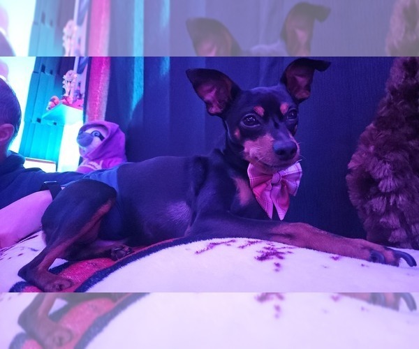 Medium Photo #1 Miniature Pinscher Puppy For Sale in MACON, GA, USA
