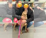 Small #4 Bullboxer Pit