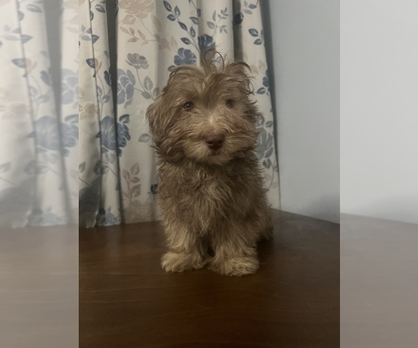 Medium Photo #32 Havanese Puppy For Sale in DURHAM, CT, USA