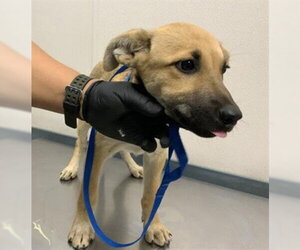 German Shepherd Dog-Unknown Mix Dogs for adoption in Visalia, CA, USA