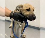 A256717 - Male German Shepherd Dog-Unknown Mix Dog for Adoption - Small photo