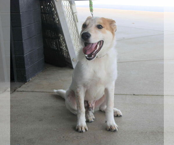 Medium Photo #5 Mutt Puppy For Sale in Holly Springs, NC, USA