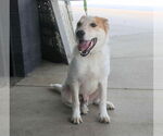 Small #4 Mutt