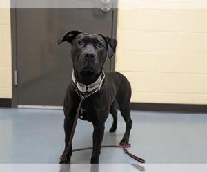 American Pit Bull Terrier-Labrador Retriever Mix Dogs for adoption in Denver, CO, USA