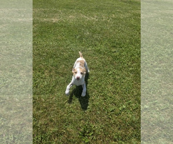 Medium Photo #4 Australian Shepherd-Unknown Mix Puppy For Sale in SHERBURNE, NY, USA