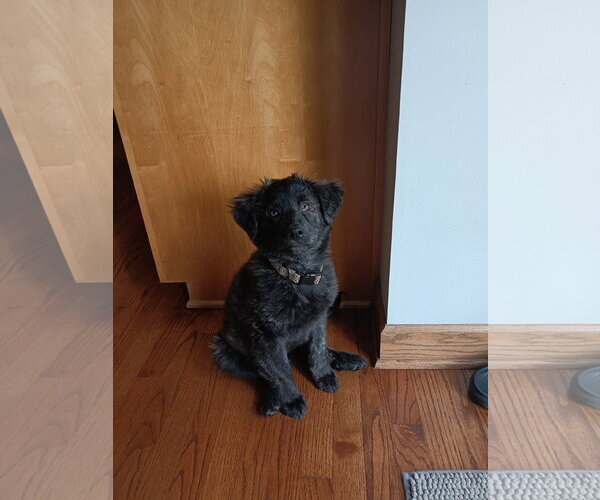 Medium Photo #4 Great Pyrenees-Unknown Mix Puppy For Sale in Brooklyn Center, MN, USA