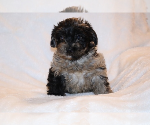Medium Photo #2 Yorkiepoo mix (+ Poodle Toy) Puppy For Sale in DYERSBURG, TN, USA