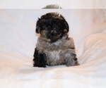 Small #1 Yorkiepoo mix (+ Poodle Toy)