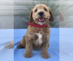Small Photo #3 Miniature Labradoodle Puppy For Sale in BOWLING GREEN, KY, USA