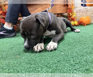 American Staffordshire Terrier-Staffordshire Bull Terrier Mix Dogs for adoption in Holly Springs, NC, USA