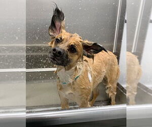 Muncy - Male German Shepherd Dog-Papillon Mix Dog for Adoption - Photo #2