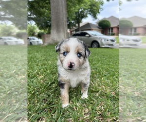 Miniature Australian Shepherd Puppy for sale in NORTH RICHLAND HILLS, TX, USA