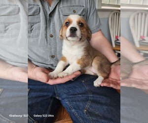 Texas Heeler Puppy for Sale in MONMOUTH, Oregon USA