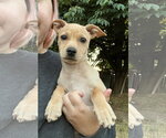 Small #7 Chiweenie