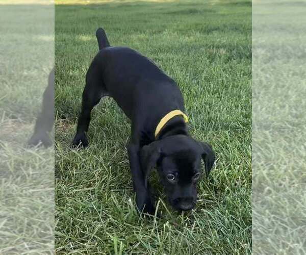 Medium Photo #10 German Shorthaired Pointer Puppy For Sale in PASCO, WA, USA