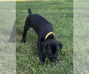 Medium German Shorthaired Pointer