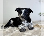 Small #13 Labrador Retriever-Miniature Australian Shepherd Mix