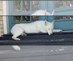 Small Photo #2 Siberian Husky Puppy For Sale in Dallas, TX, USA