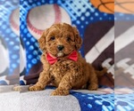 Small Photo #1 Cavapoo-Poodle (Miniature) Mix Puppy For Sale in NEW PROVIDENCE, PA, USA