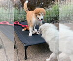 Small #2 Great Pyrenees