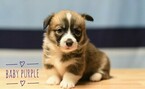 Small Photo #4 Pembroke Welsh Corgi Puppy For Sale in BAKERSFIELD, CA, USA