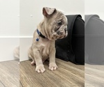 Small Photo #7 French Bulldog Puppy For Sale in RESEDA, CA, USA