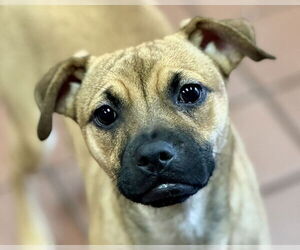 Chug Dogs for adoption in Jefferson, NJ, USA