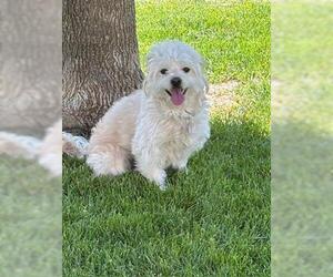 Havanese Dogs for adoption in Brighton, CO, USA