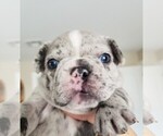 Small Photo #2 French Bulldog Puppy For Sale in PORT READING, NJ, USA