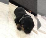 Small Photo #8 Rottweiler Puppy For Sale in RACINE, WI, USA