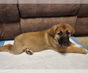 Medium German Shepherd Dog-Great Pyrenees Mix