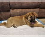 Puppy 4 German Shepherd Dog-Great Pyrenees Mix
