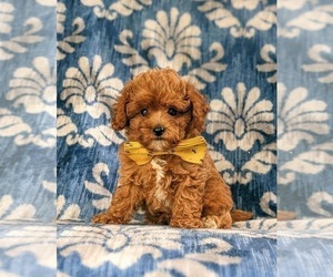 Cavapoo Puppy for sale in BIRD IN HAND, PA, USA