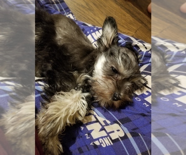 Medium Photo #2 Schnauzer (Miniature) Puppy For Sale in CANBY, OR, USA