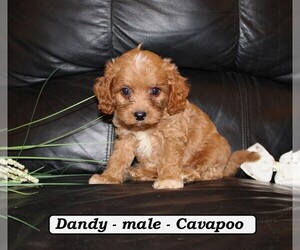 Cavapoo Puppy for sale in CLARKRANGE, TN, USA